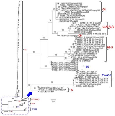 Phylogeographic dynamics and molecular characteristics of Enterovirus 71 in China
